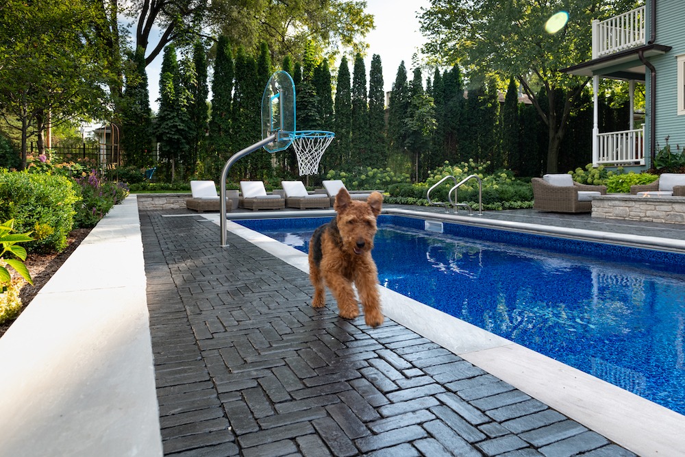A dog roams beside a swimming pool surrounded by lounge chairs, lush greenery, and a nearby house with a porch.