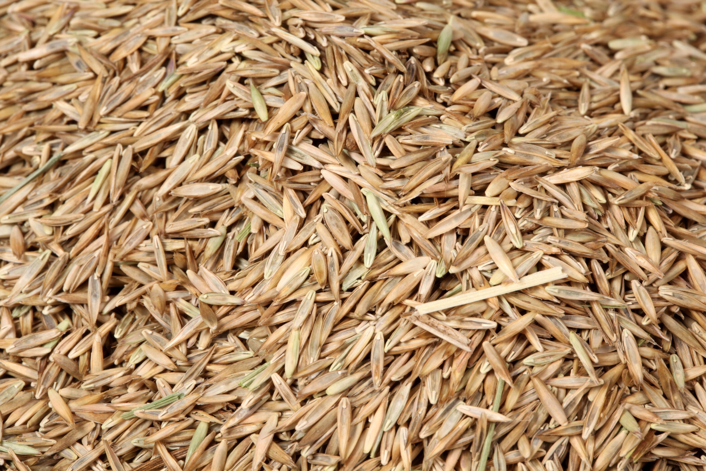 A close-up view of a pile of brown rice grains, showcasing their husk-covered texture and earthy tones in a natural setting.