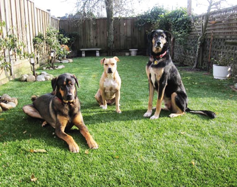 Three dogs sit on a well-maintained lawn in a fenced backyard, with potted plants and a bench in the background.