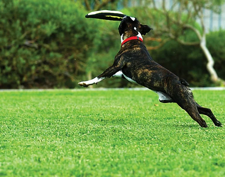 A dog leaps joyfully in mid-air, catching a flying disk in its mouth, set in a lush green park background.
